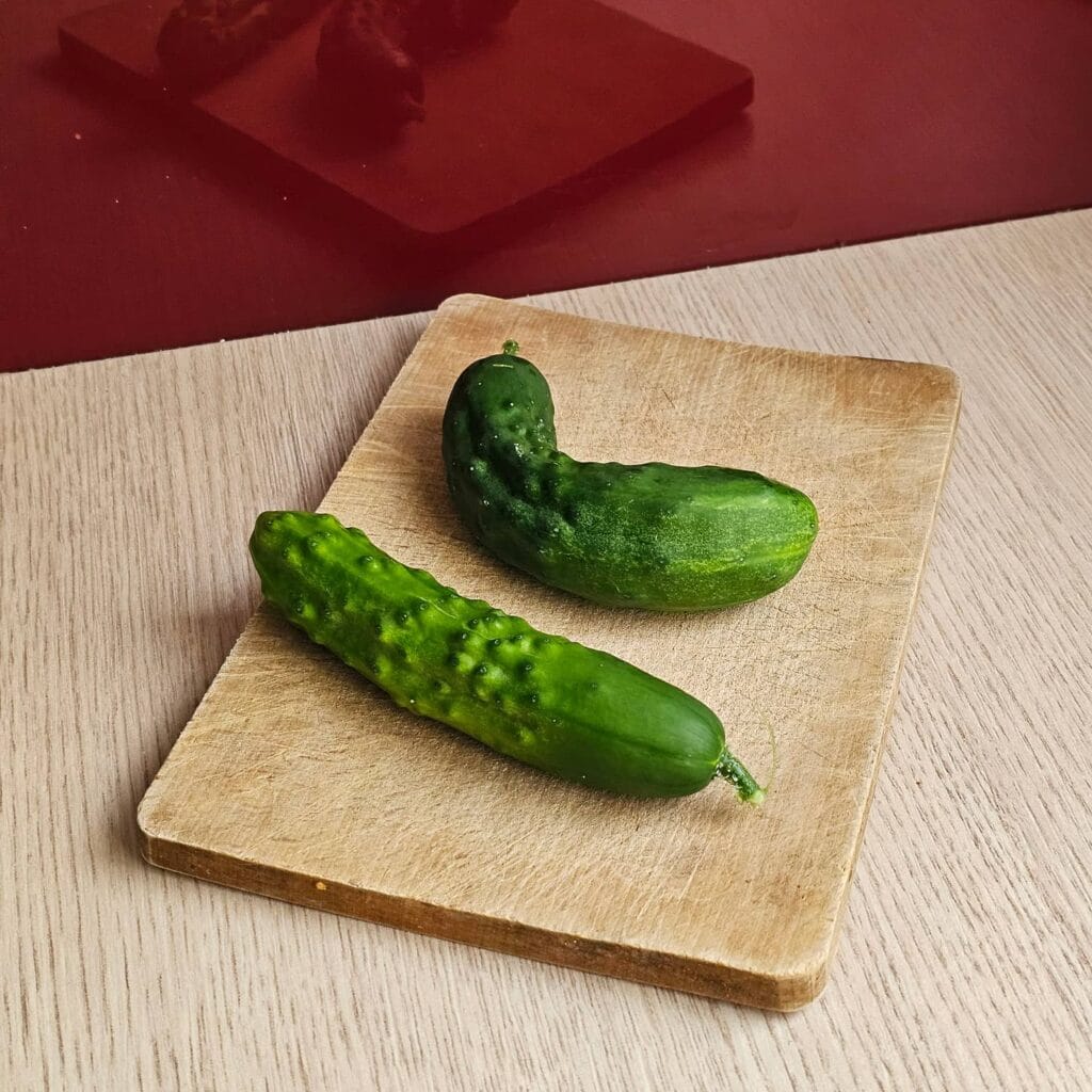 Mini concombres type marketer Vilmorin